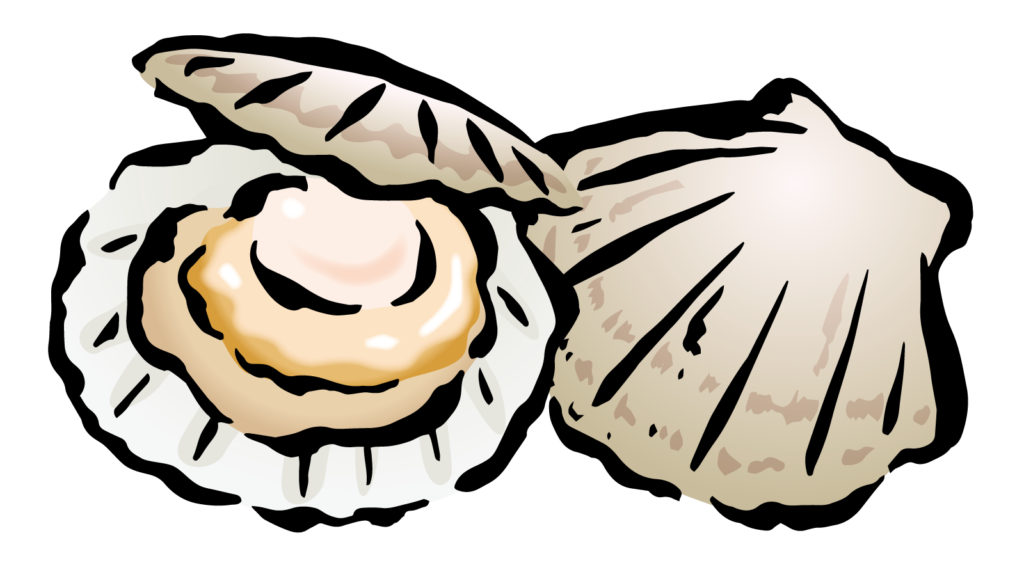 ホタテ貝のかわいいイラスト画像