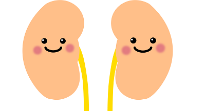 健康な腎臓のイラスト画像